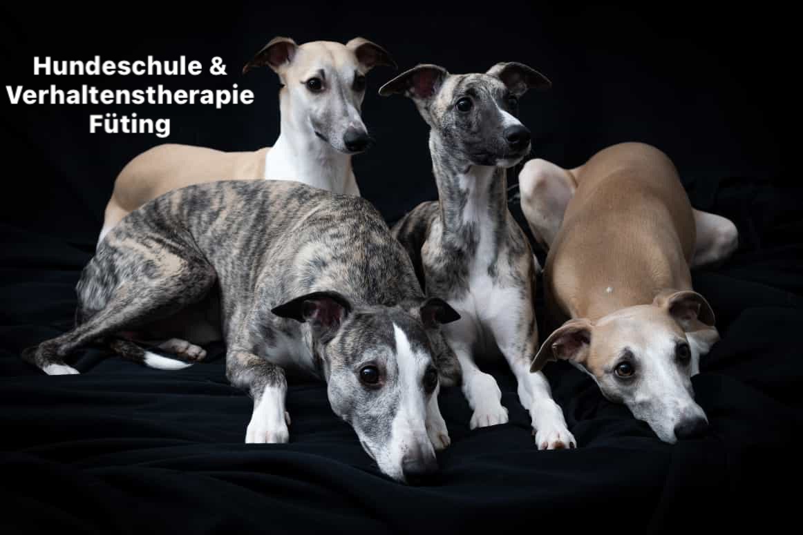 (c) Hundeschulefueting.de